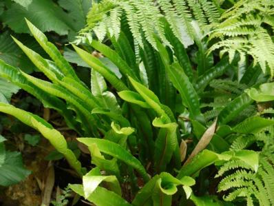 ASPLENIUM SCOLOPENDRIUM 