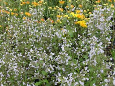 CALAMINTHA NEPETA ssp GLANDULOSA