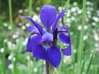 IRIS SIBIRICA MY LOVE 