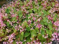 BEGONIA GRANDIS EVANSIANA 