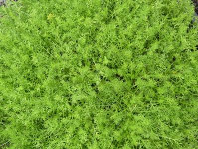 CHAMAEMELUM NOBILE 'TRENEAGUE'