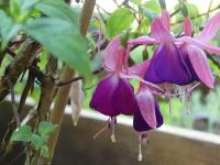Fuchsia 'Ambassador'