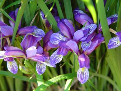 IRIS GRAMINEA