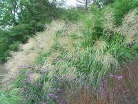 MISCANTHUS SINENSIS SILBERFEDER' (192)