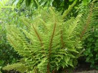 POLYSTICHUM PLUMOSUM 'DENSUM'