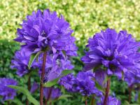 CAMPANULA GLOMERATA