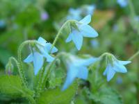 BORAGO LAXIFLORA