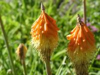 KNIPHOFIA UVARIA