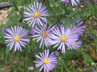 ASTER FRIKARTII 'MÖNCH'