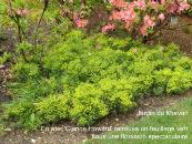 EUPHORBIA CYPARISSIAS 'CLARICE HOWARD'