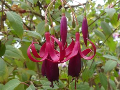 Fuchsia 'Delicate purple'
