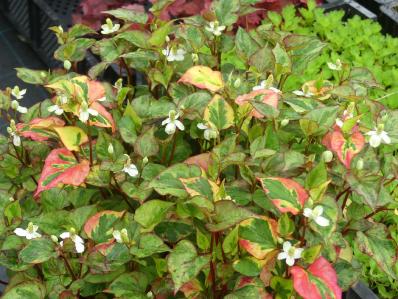 HOUTTUYNIA CORDATA ‘CHAMELEON’ 