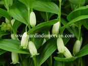 POLYGONATUM HUMILE (173)