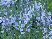 VERONICA GENTIANOIDES 'MAIHIMMEL'
