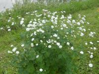 RANUNCULUS ACONITIFOLIUS 'FLORE PLENO'