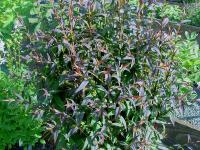 ASTER LATERIFLORUS HORIZONTALIS 'LADY IN BLACK'