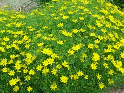 COREOPSIS VERTICILLATA 'ZAGREB'