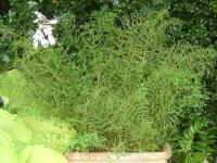 DRYOPTERIS FILIX MAS LINEARIS POLYDACTYLA