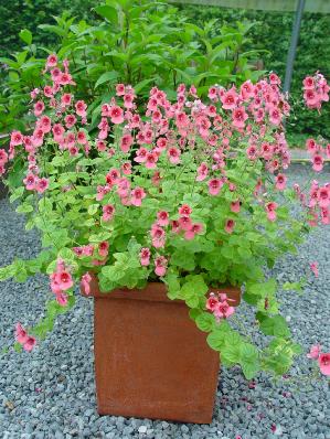 DIASCIA ELEGANS