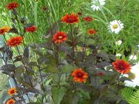 HELIOPSIS SCABRA ‘BLEEDING HEARTS’