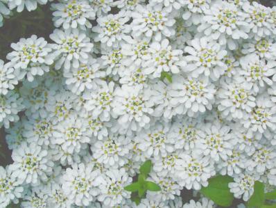 IBERIS 'CLIMAX'