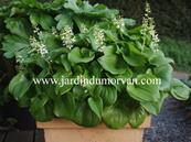 MAIANTHEMUM BIFOLIUM VAR. KAMTCHATICUM