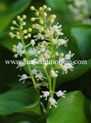 MAIANTHEMUM BIFOLIUM VAR. KAMTCHATICUM