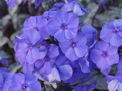 PHLOX PANICULATA 'BLUE PARADISE'