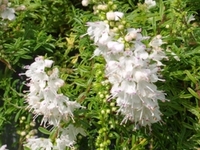 SATUREJA ALTERNIPILOSA