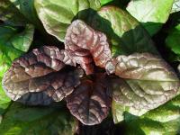 AJUGA REPTANS 'CATLIN'S GIANT'