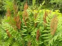 OSMUNDA REGALIS PURPURASCENS