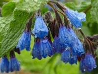 SYMPHYTUM CAUCASICUM