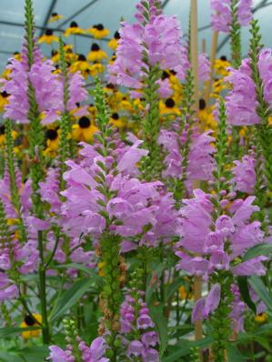 PHYSOSTEGIA 'VAN WASSENHOVE'