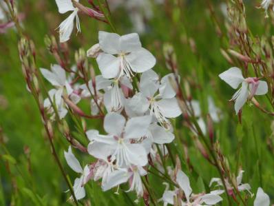 GAURA LINDHEIMERI 'SPARKLE WHITE'