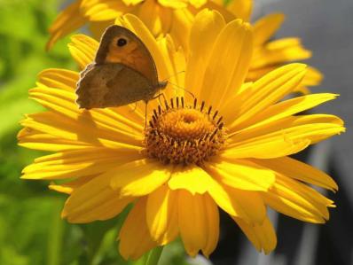 HELIOPSIS HELIANTHOIDES ‘VENUS’ 