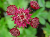 ASTRANTIA MAJOR 'CLARET'