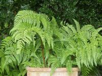 DRYOPTERIS CHAMPIONOII