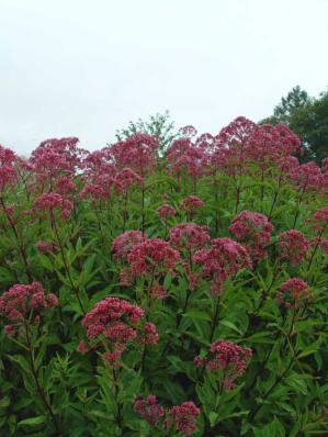 EUPATORIUM MACULATUM 'ATROPURPUREUM'