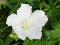 GERANIUM SANGUINEUM 'ALBUM'