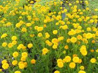 HELIOPSIS HELIANTHOIDES 'ASAHI'