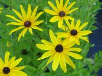 RUDBECKIA SUBTOMENTOSA