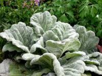 SALVIA ARGENTEA 