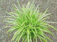 CAREX MORROWII 'ICE DANCE'