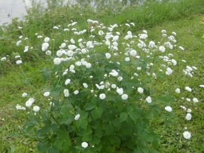 RANUNCULUS ACONITIFOLIUS 'FLORE PLENO'