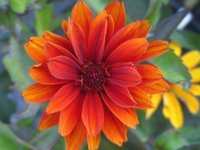 HELIOPSIS SCABRA BLEEDING HEARTS