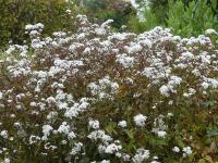 AGERATINA ALTISSIMA 'CHOCOLATE'