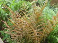 DRYOPTERIS ERYTHROSORA