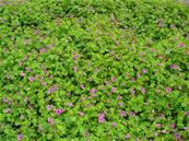 GERANIUM 'DILYS'