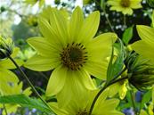 HELIANTHUS 'LEMON QUEEN'