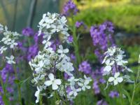 HESPERIS MATRONALIS 'ALBA'